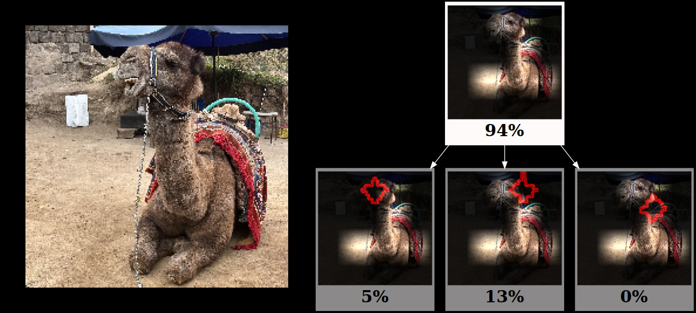 Camel  image explanations