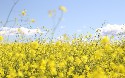 Spring Web MVC Annotation Examples