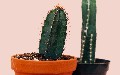 related article thumbnail