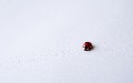 related article thumbnail