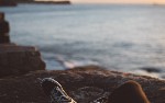 article thumbnail