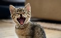 related article thumbnail