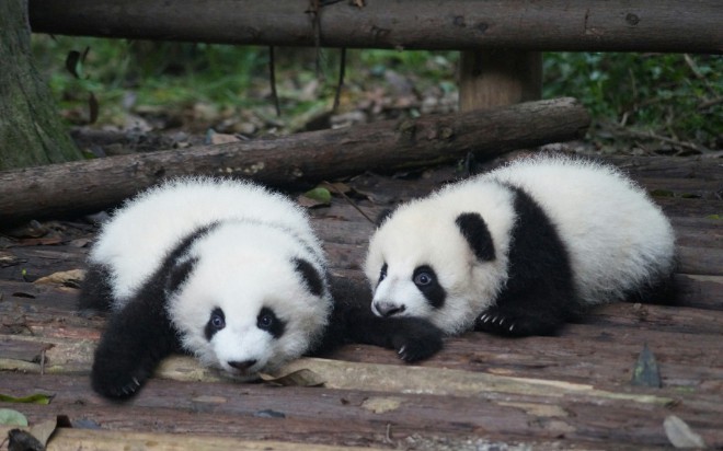 dovpanda: Unlock Pandas Efficiency With Automated Insights