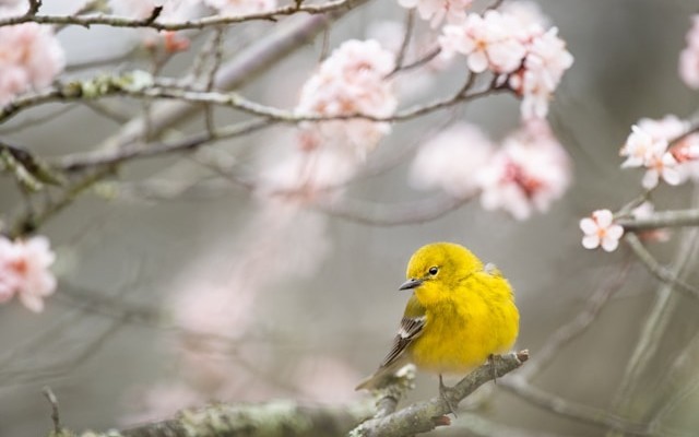 Efficient API Communication With Spring WebClient
