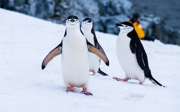 How to Troubleshoot Common Linux VPS Issues: CPU, Memory, Disk Usage