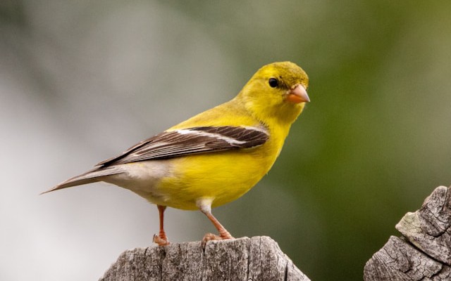 Deploy Serverless Lambdas Confidently Using Canary