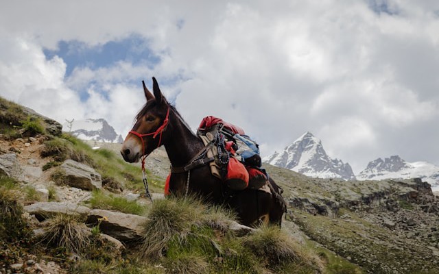 Altering XML Tag Position Using Mule 4 With Basic Authentication