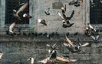 article thumbnail