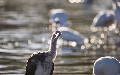 related article thumbnail