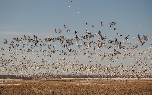 Simplifying Code Migration: The Benefits of the New Ampere Porting Advisor for x86 to Arm64