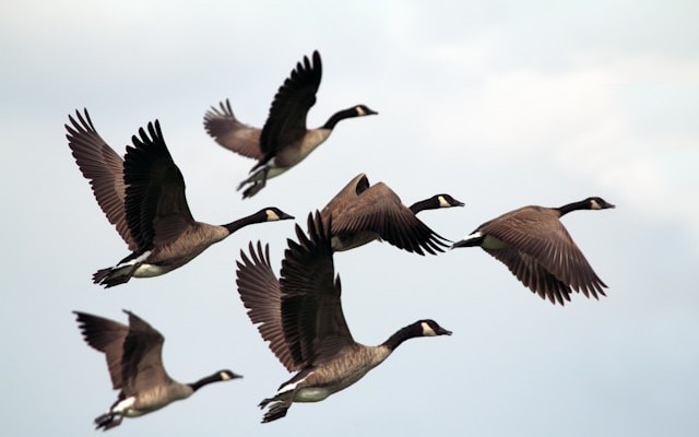 Building a VS Code-Like Online IDE With Next.js 15, TypeScript, Tailwind CSS, and Goose AI