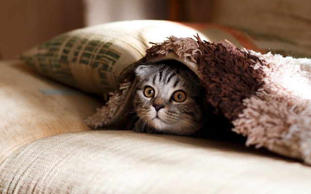 CSS Hide and Seek: Choosing Between display: none and visibility: hidden