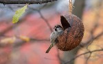 article thumbnail