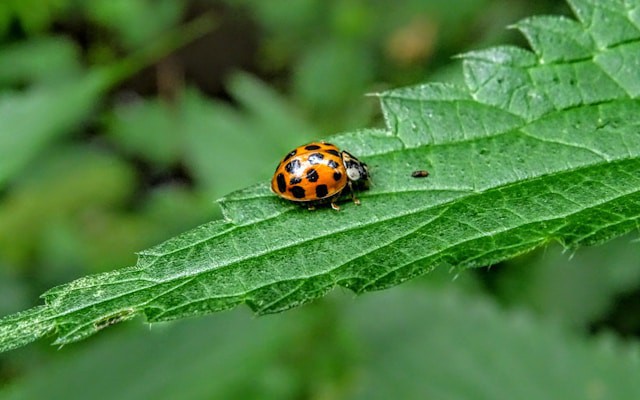 LLMs for Debugging Code