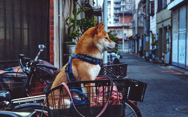 Understanding Proxies and the Importance of Japanese Proxies in Modern Networking