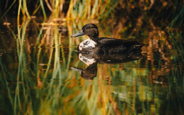 Implementing Automated Validation and Anomaly Detection