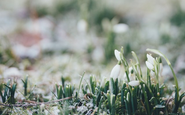 Implementing Idempotency in Distributed Spring Boot Applications Using MySQL