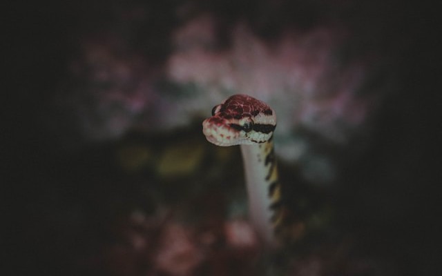 From Chatbot to Agent: Implementing the ReAct Pattern in Python