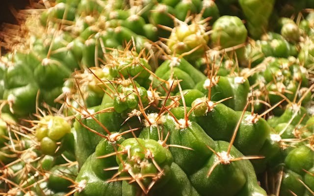 Rate Limiting Beyond “N Requests/sec”: Adaptive Throttling for Spiky Workloads (Spring Cloud Gateway)