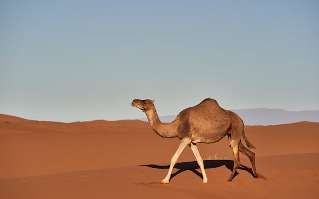 Building a Sentiment Analysis Pipeline With Apache Camel and Deep Java Library (DJL)