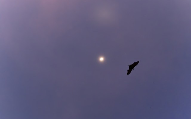 Unblocking a Failed Solr 5 to Solr 8 Migration in a Large-Scale Ads Retrieval System