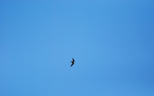 Swift Concurrency, Part 1: Tasks, Executors, and Priority Escalation