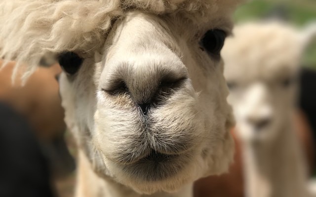 Setting Up Claude Code With Ollama: A Guide