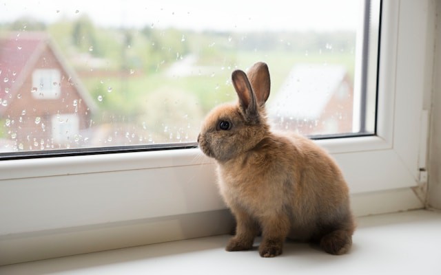 Getting Started With RabbitMQ in Spring Boot
