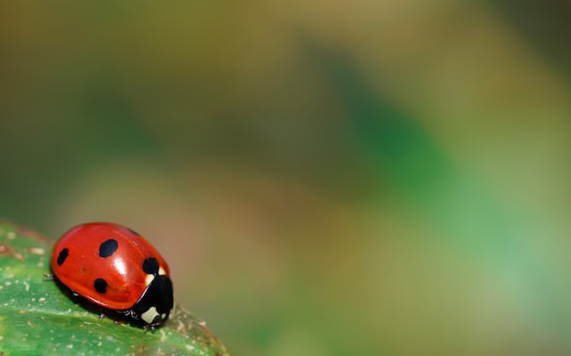 Do We Test Just to Find Bugs?