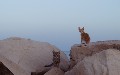 related article thumbnail