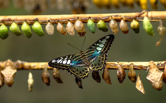 AI Transformations and Agile Transformations Rhyme