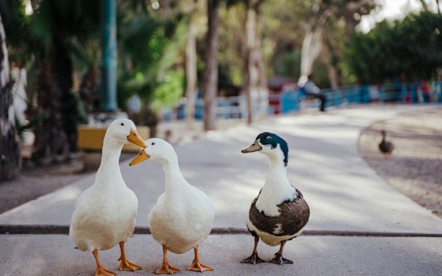 Two Engines, One Query: DuckDB Inside Neo4j