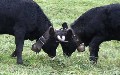 related article thumbnail